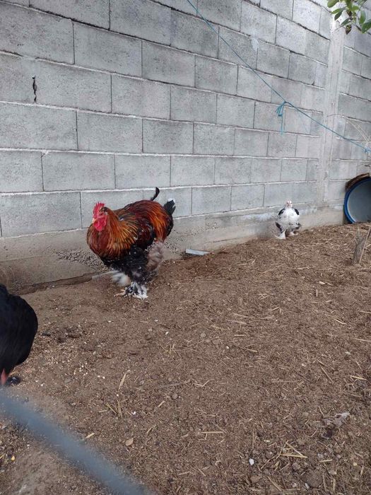 Петел порода кохин