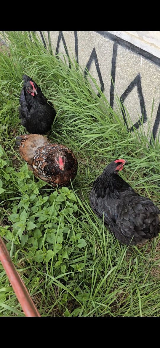 Gaini de ouă puicute 60 lei bucata, am si wiandotte portelan, etc