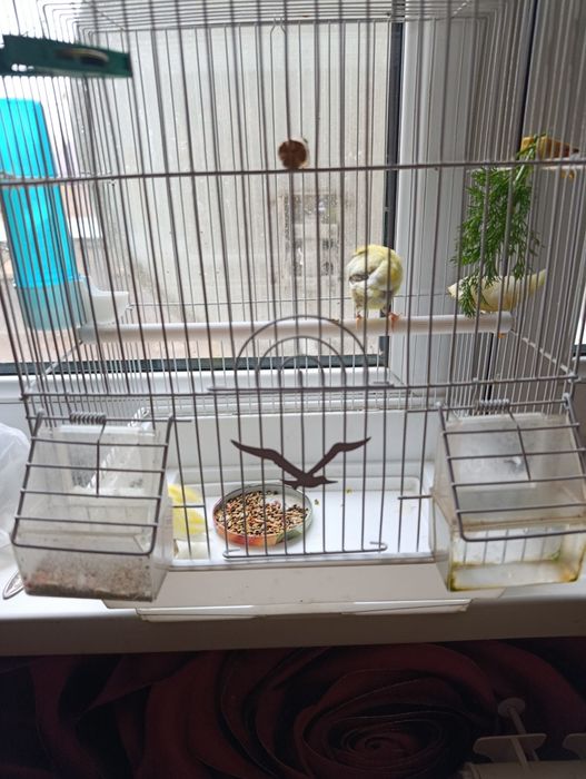 Продам птицу (канарейки) не дорого.