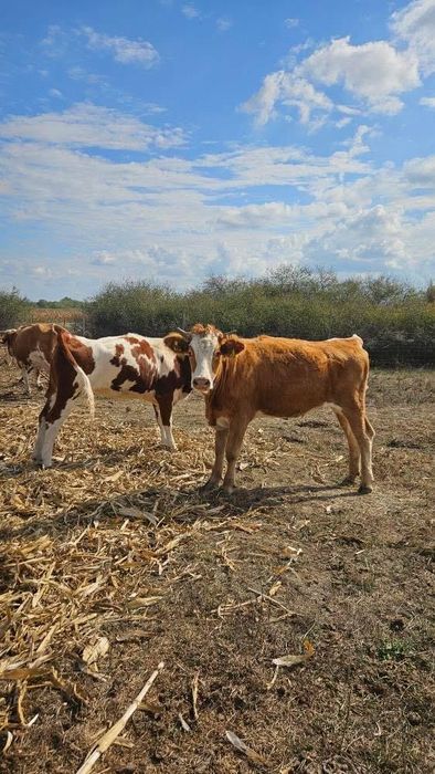 Vand doua vițele baltate
