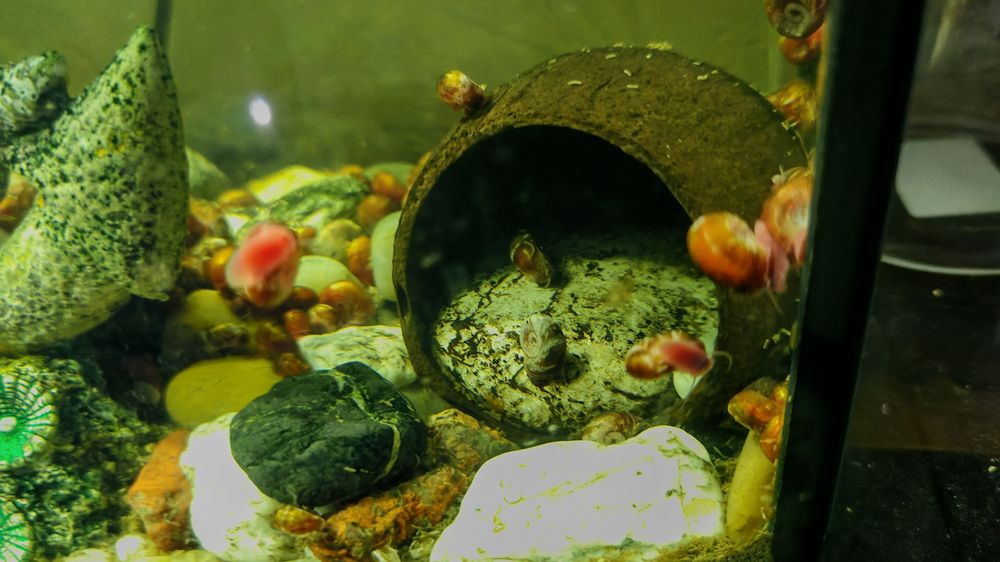 Маленькие улитки-ампулярии аквариумные