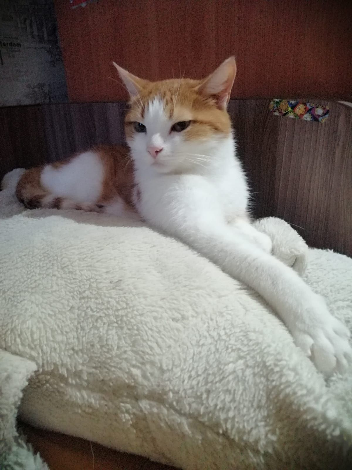Отдам доброго котика