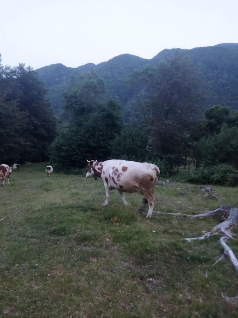 Vând vacă cu lapte