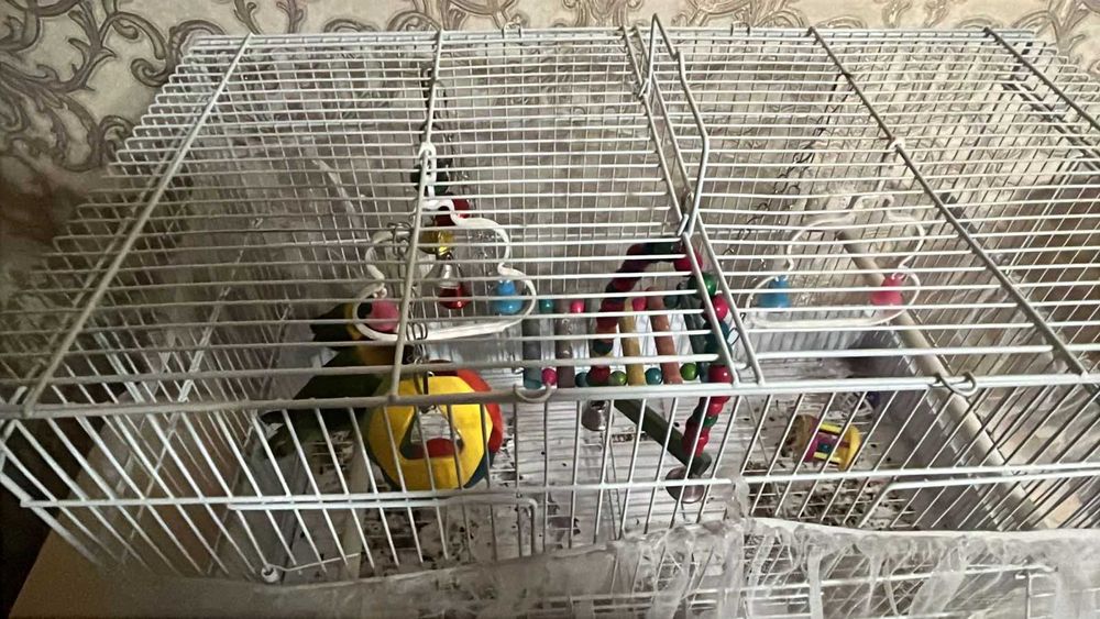 Продам попугаев не разлучниц