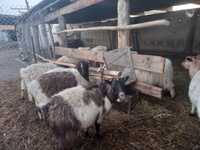 Продам коз с козлятоми оптом или обмен на скотм. Козы справные козлята