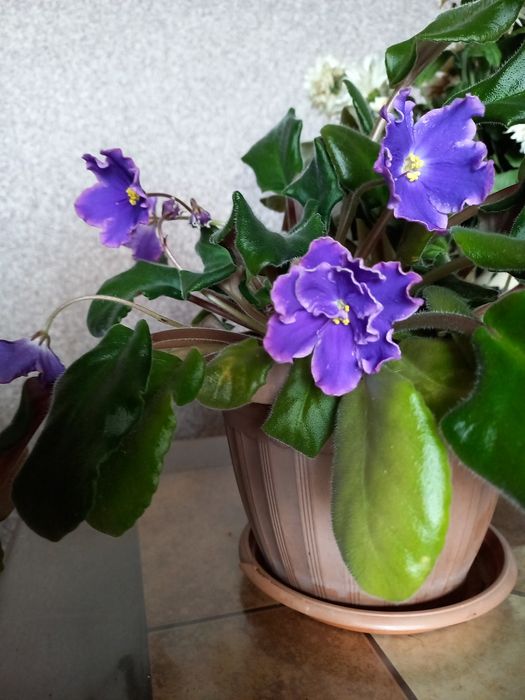 Комнатные  цветы