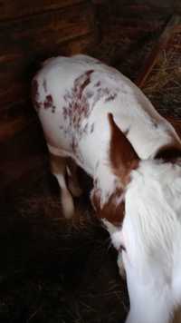 vand 1 vitel mascul de 3 luni metis belgian cu baltata