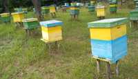 Familii de albine, 400 lei