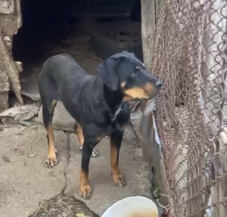 Donez catelusa copoi ardelenesc