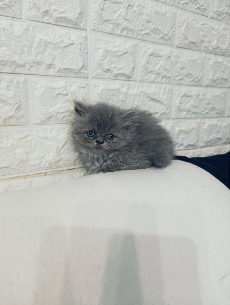 Персийски котета
