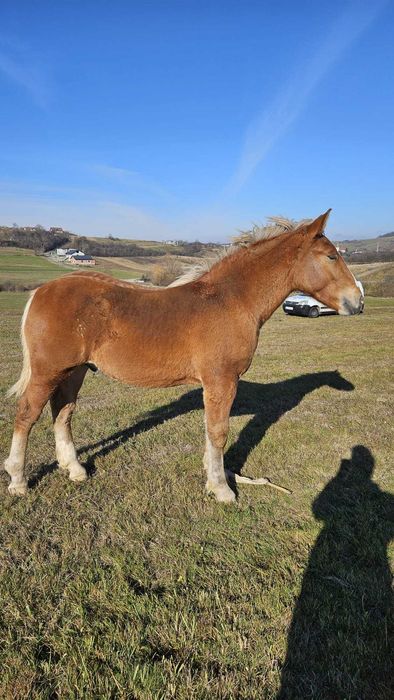 Vând mânz foarte frumos