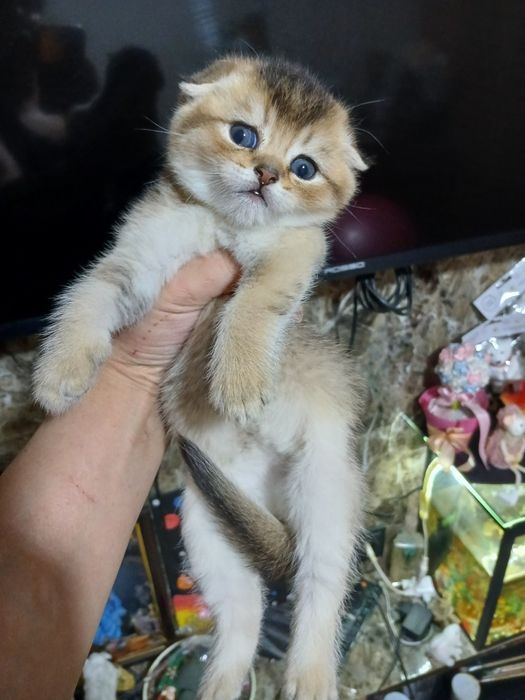 Котята скотиш фолд страйтт