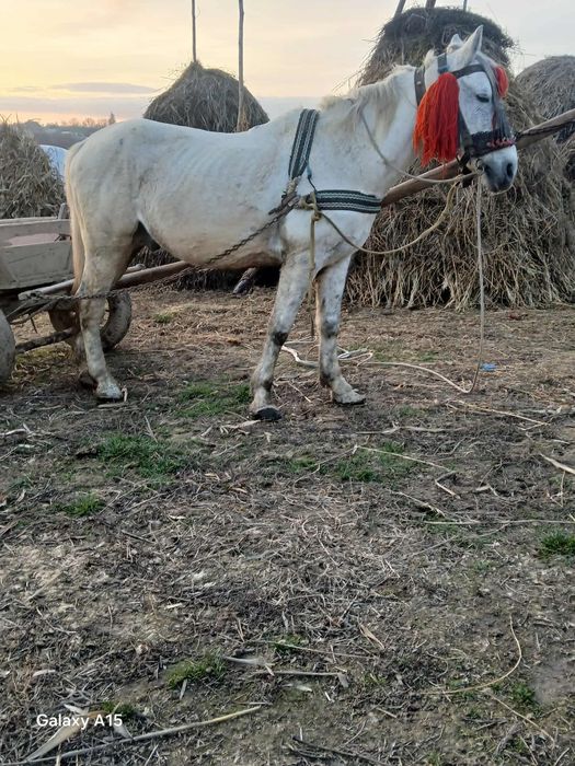 Vnd cal de 7 ani 100 pe 100 se da la schimb și pe junca sau taur