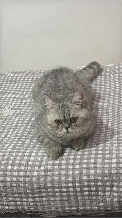 мысык сатылады.