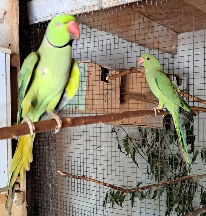 Papagali Cantatori, Micul Alexandru,Rossela,Agaponis, papagali blanziN