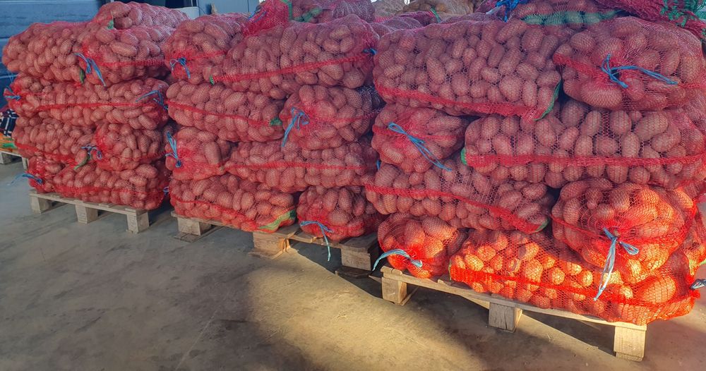 Cartofi consum Carrera, ambalat astazi 12 noiembrie