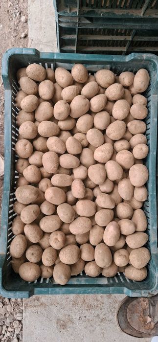 Vand cartofi pentru animale