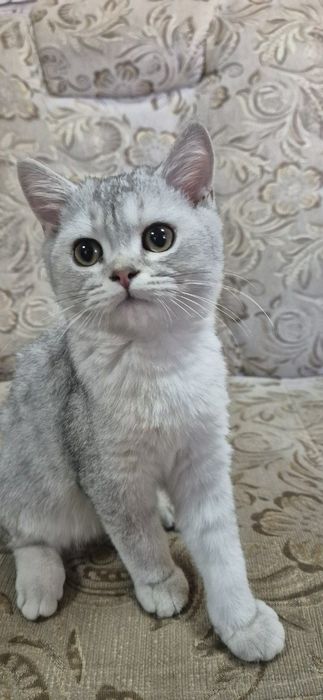 Британская шиншилла