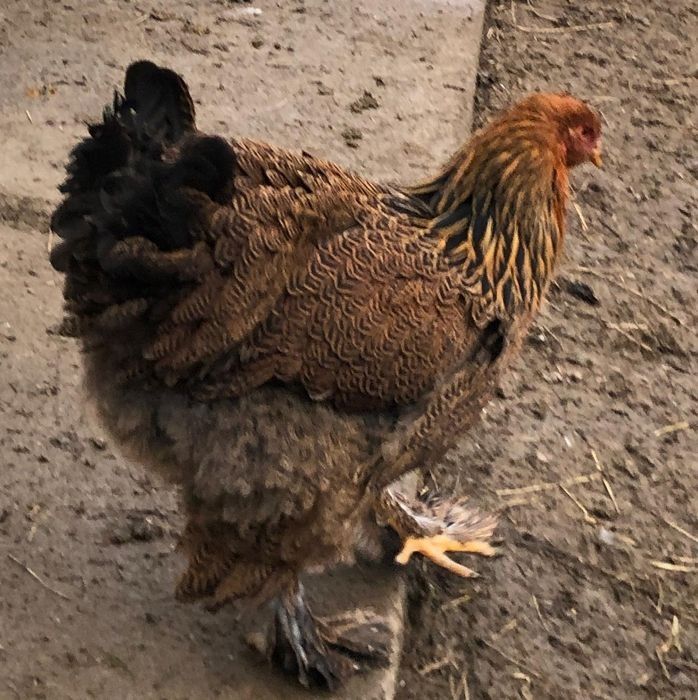 Familie gaini Wiandotte Combatant Cochinchinarasa mare 2024 2+1