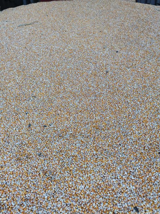 Vând porumb producție 2025