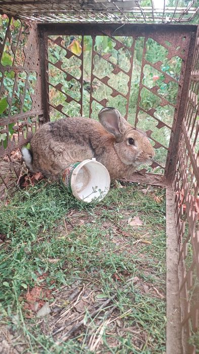 Vând iepure crescut natural