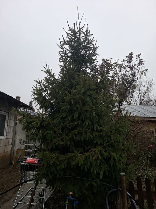 Brad natural sanatos