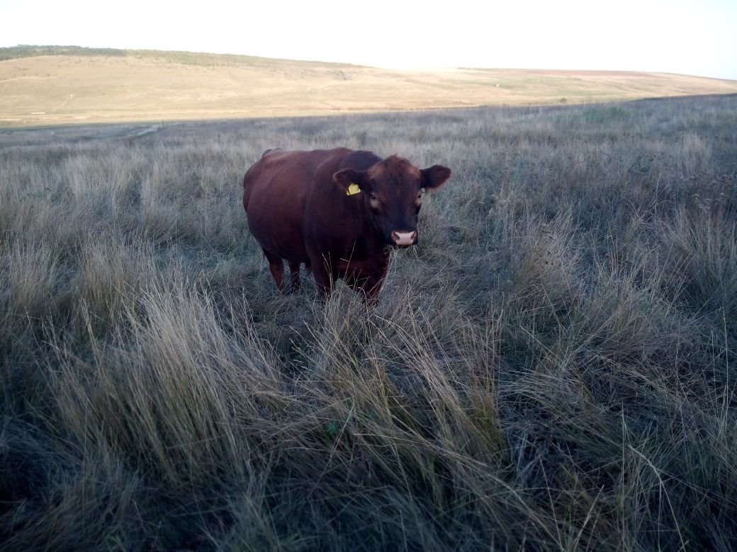 Taur angus de reproducție