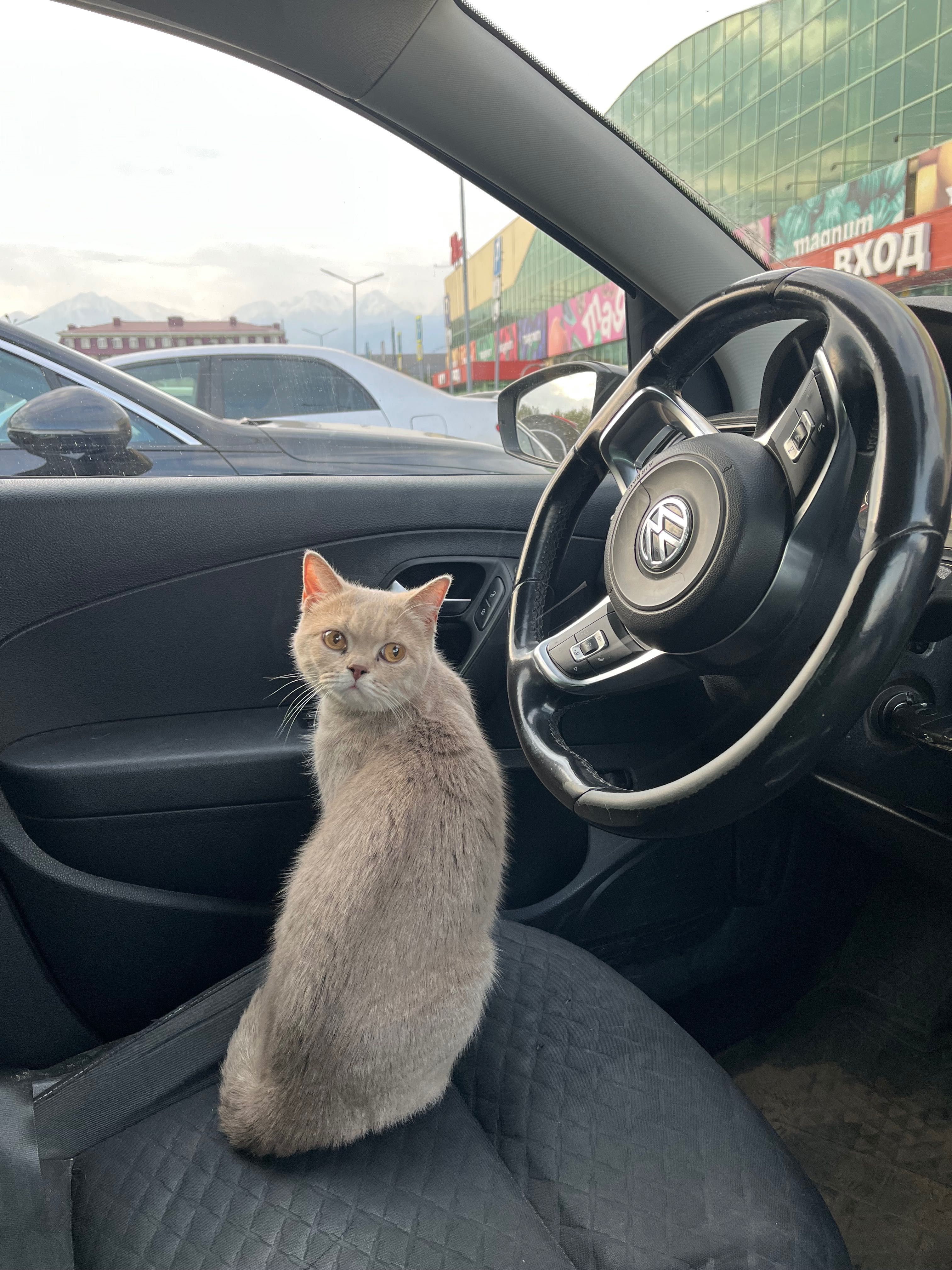 Срочно пропала кошка