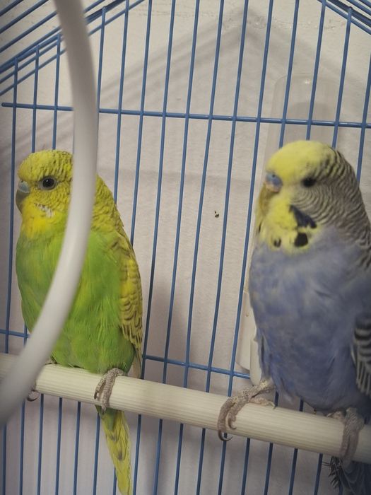 Vand papagali perusi