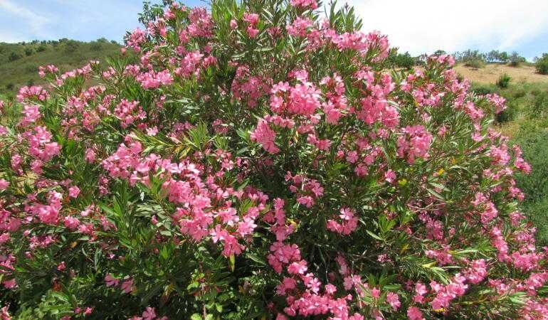 Leandru (Nerium Oleander )