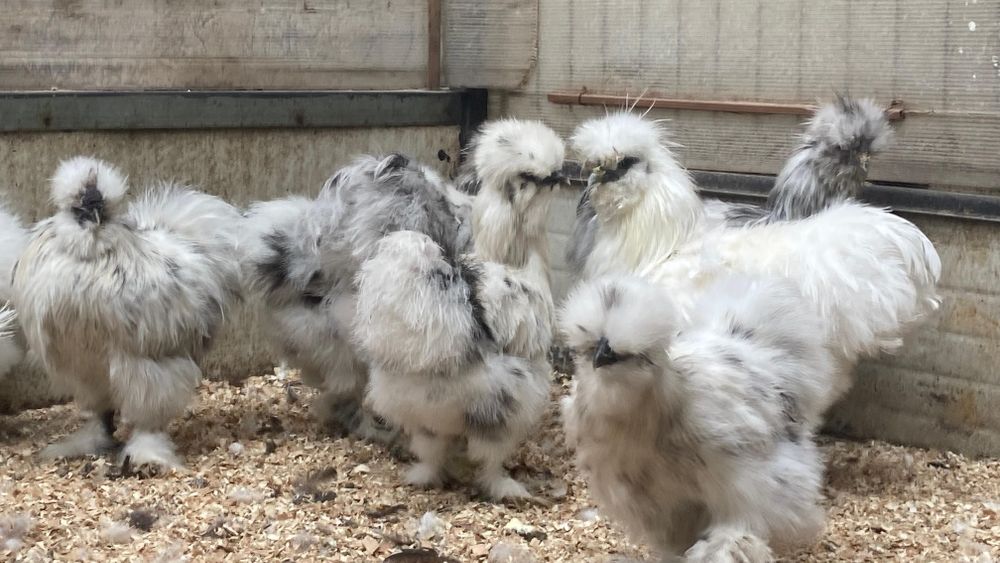 Oua incubatie păsări de Rasă