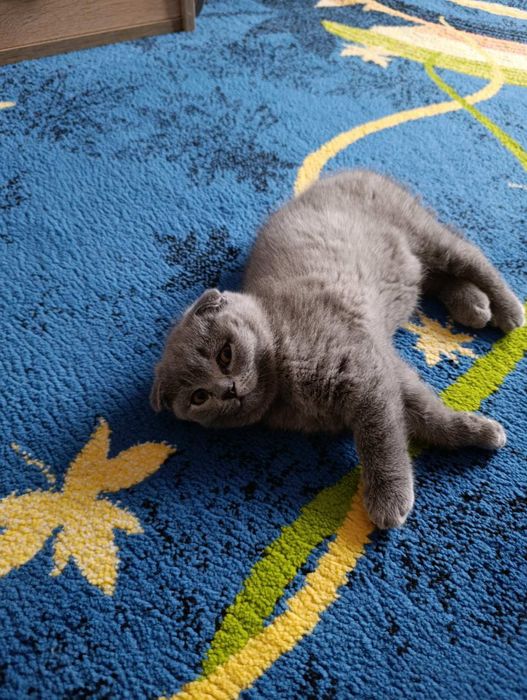 Британски котета