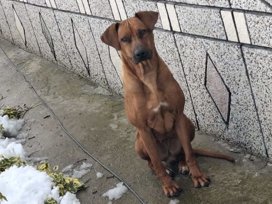 Родезайски ричбек