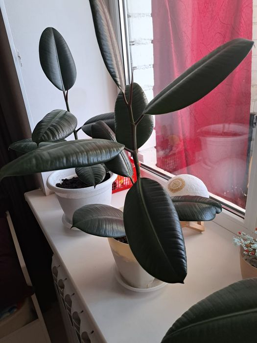 продам фикусы не дорого!