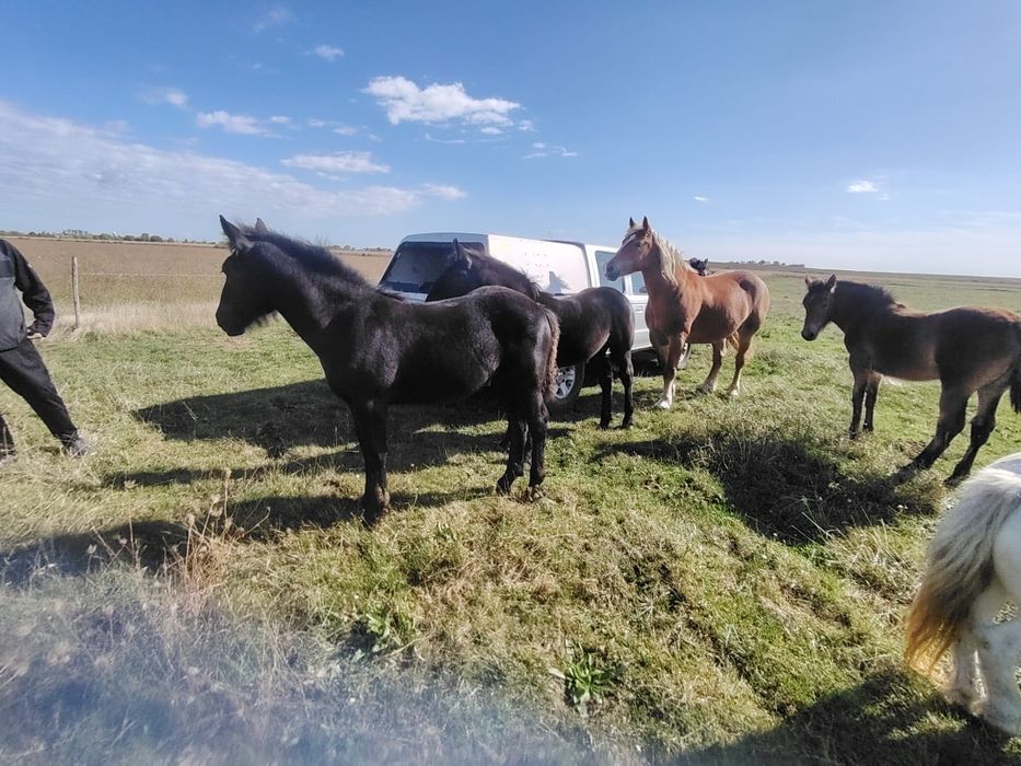 Pereche manze negre din părinți de rasa
