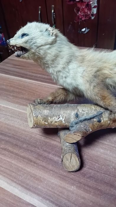 Бинокъл   стар  .Препарирана  катеричка