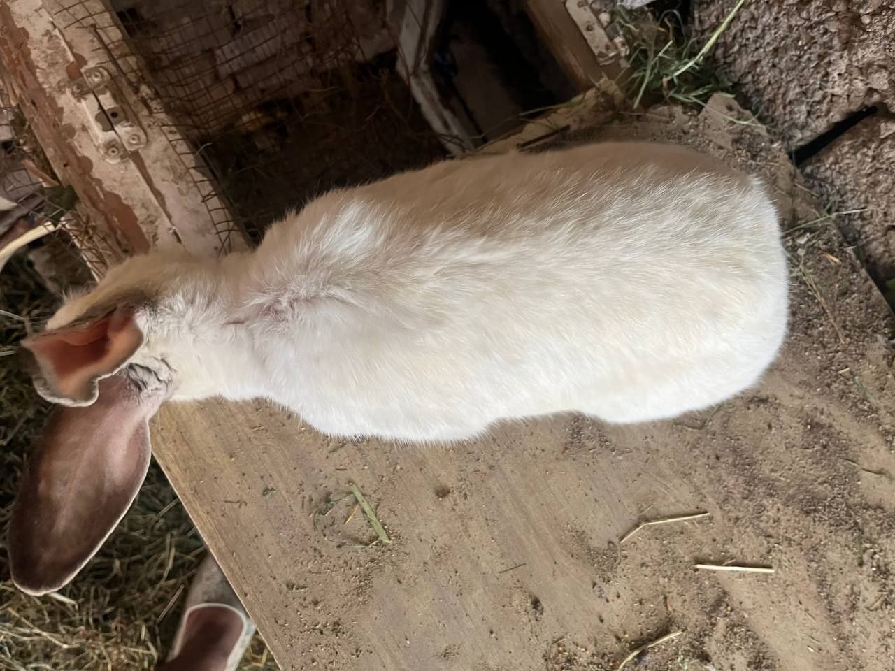 Quyonlar sotiladi