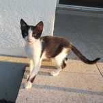 Motanel pentru adoptie