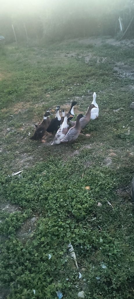 Vând 10 rățuște romînesti de 3 săptămâni 30lei buc