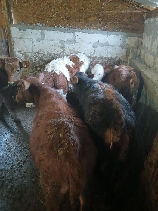 Vind vitele angus si baltate