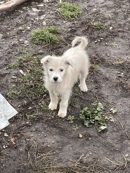 Donez catelusa jucausa