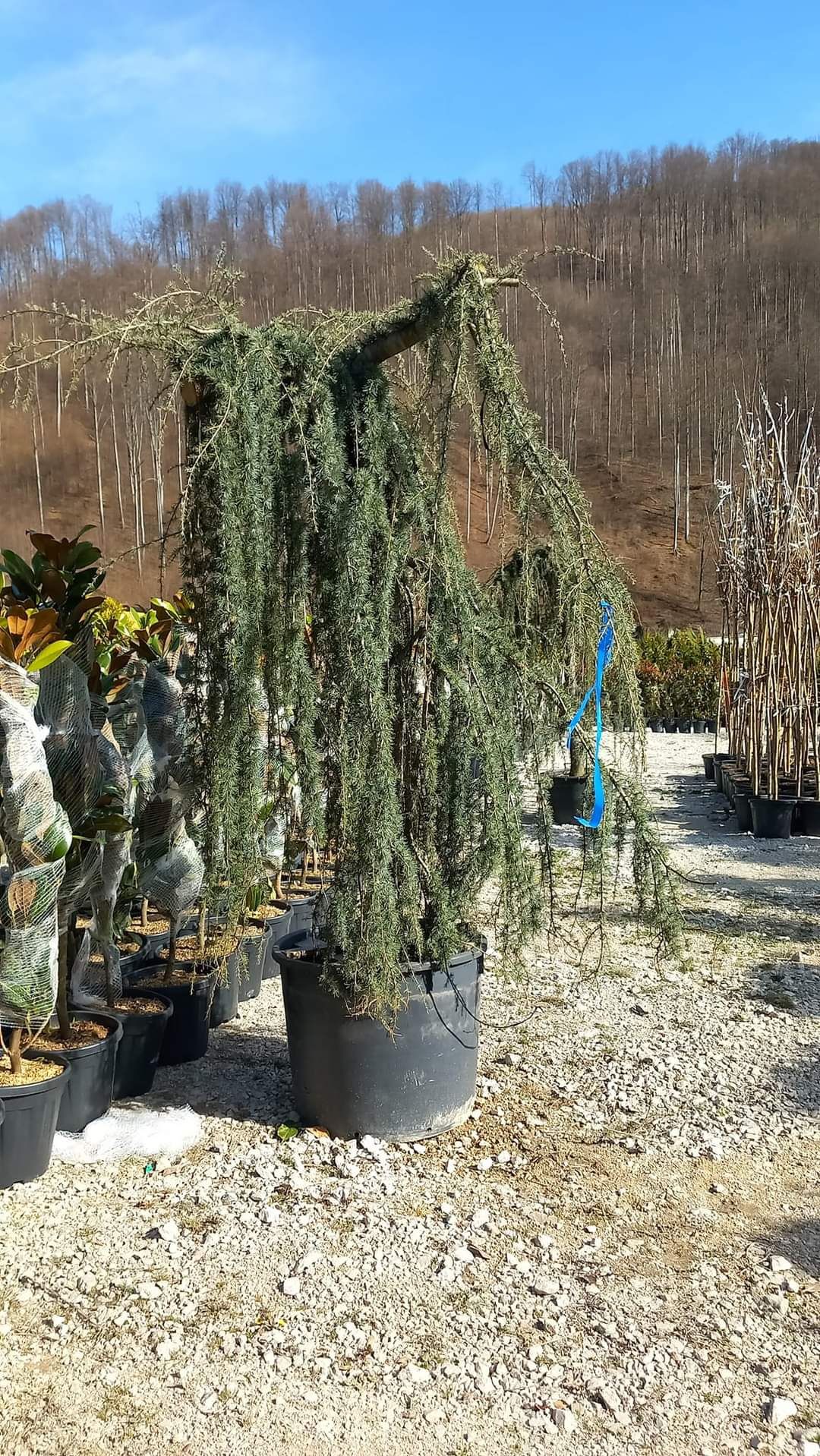 Plante ornamentale la prețuri de producător :
- tuia smaragd
- tuia co