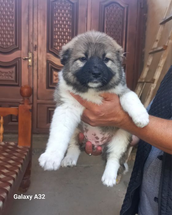 Кавказский  щенок девочка