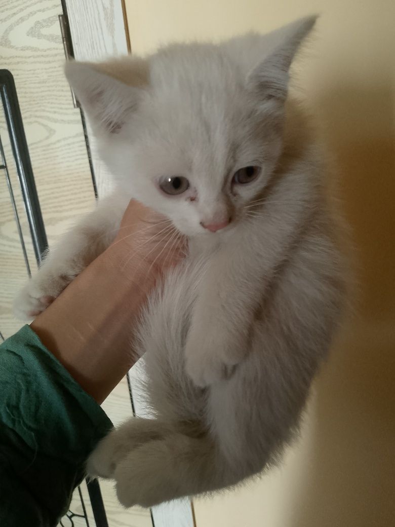Mushuklar xadya qilinadi