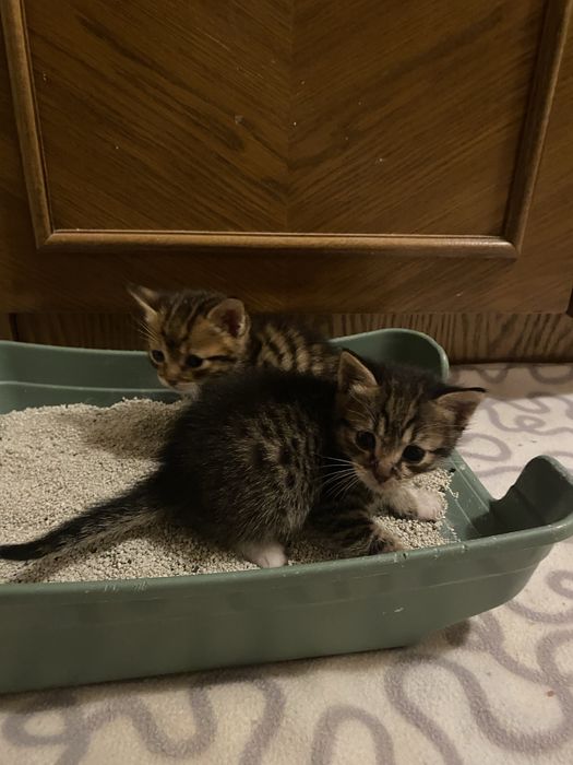 Donez 4 pui de pisica+mama. GRATUIT