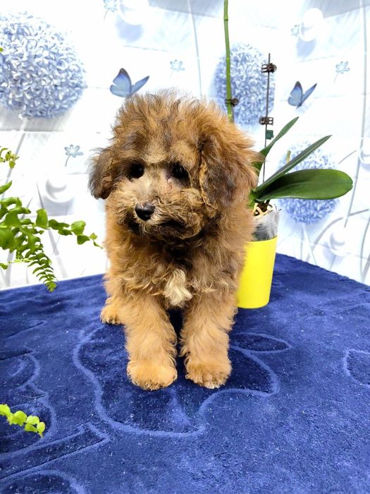 Девочка, мальтипу F1 , мини.