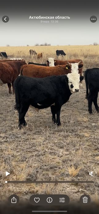 Подсос еркек Баспак сатылады