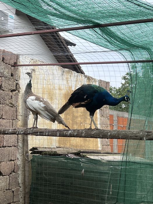 Vand 3 femele de păuni si un mascul