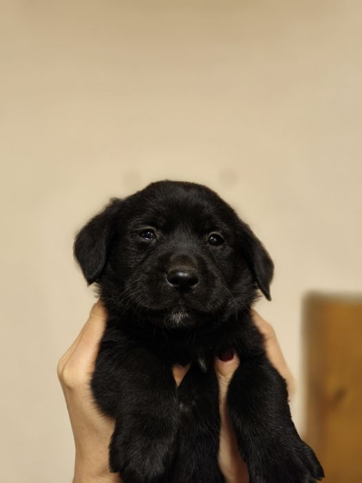 Sunt fetita labrador