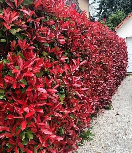 Super Oferta Photinia Red Robin&Leylandii gard viu BIHOR 50-60CM
